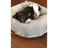 liver and white Springer Spaniel puppies available - 3