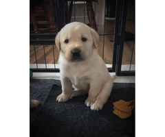 Yellow Lab Puppies - 5 females available