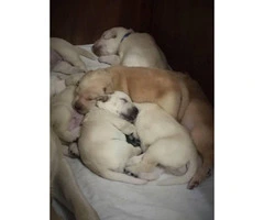 Yellow Lab Puppies - 5 females available - 2