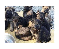 German Shepherd puppies. Six males and 7 females - 4