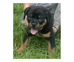 Rottweiler Puppies for sale - 2