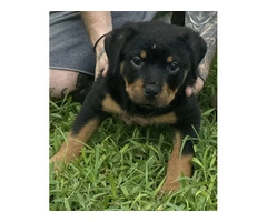 Rottweiler Puppies for sale - 3