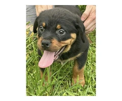 Rottweiler Puppies for sale - 4