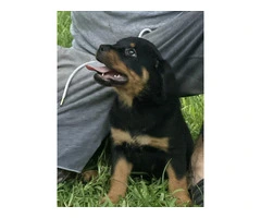 Rottweiler Puppies for sale - 5