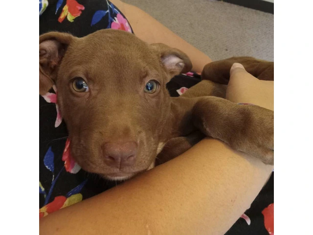 8-Week-Old Female Chocolate Lab Puppy - $300 - 1/3