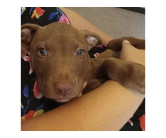 8-Week-Old Female Chocolate Lab Puppy - $300