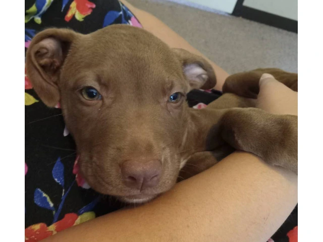 8-Week-Old Female Chocolate Lab Puppy - $300 - 2/3