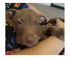 8-Week-Old Female Chocolate Lab Puppy - $300 - 2
