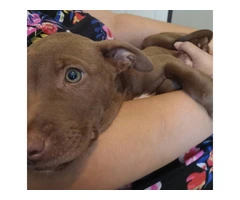 8-Week-Old Female Chocolate Lab Puppy - $300 - 3