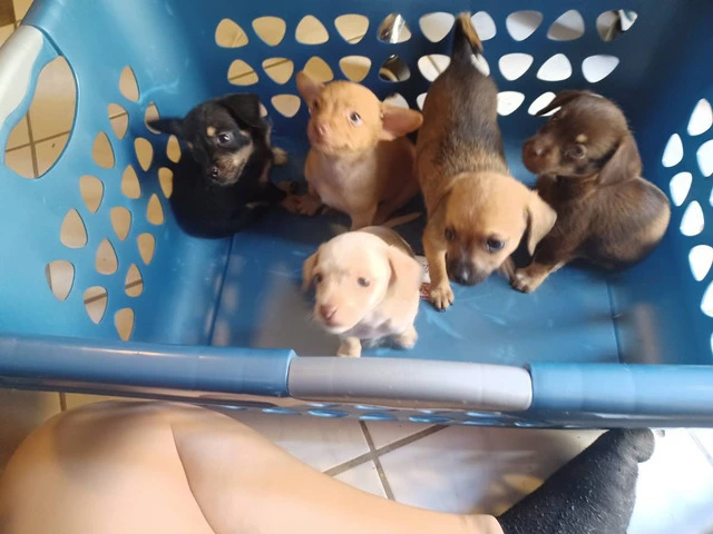 6 Chiweenie puppies for sale - 1/6
