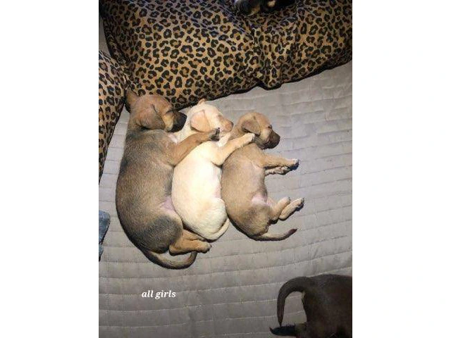 6 Chiweenie puppies for sale - 2/6