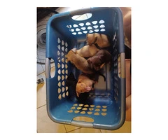 6 Chiweenie puppies for sale - 3