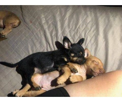 6 Chiweenie puppies for sale