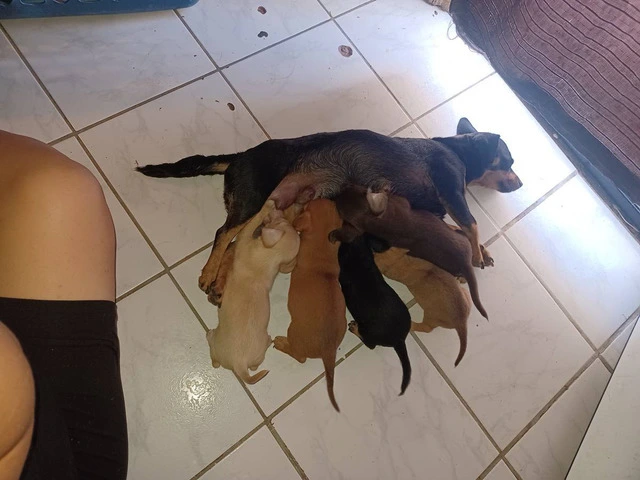 6 Chiweenie puppies for sale - 5/6