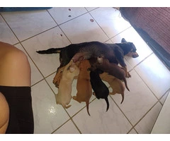 6 Chiweenie puppies for sale - 5
