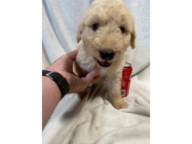 Adopt These Intelligent Goldendoodle Puppies - Only 2 Left - 1/6