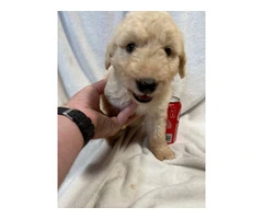Adopt These Intelligent Goldendoodle Puppies - Only 2 Left