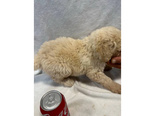 Adopt These Intelligent Goldendoodle Puppies - Only 2 Left - 3/6