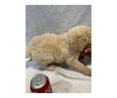 Adopt These Intelligent Goldendoodle Puppies - Only 2 Left - 3
