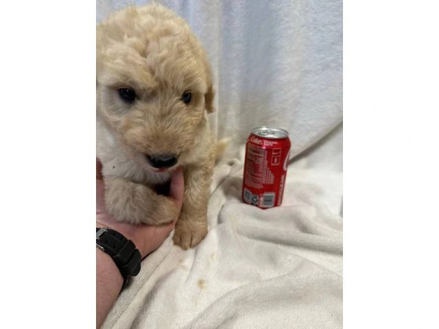 Adopt These Intelligent Goldendoodle Puppies - Only 2 Left - 4/6