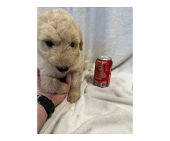 Adopt These Intelligent Goldendoodle Puppies - Only 2 Left - 4