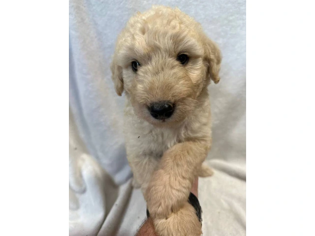 Adopt These Intelligent Goldendoodle Puppies - Only 2 Left - 5/6