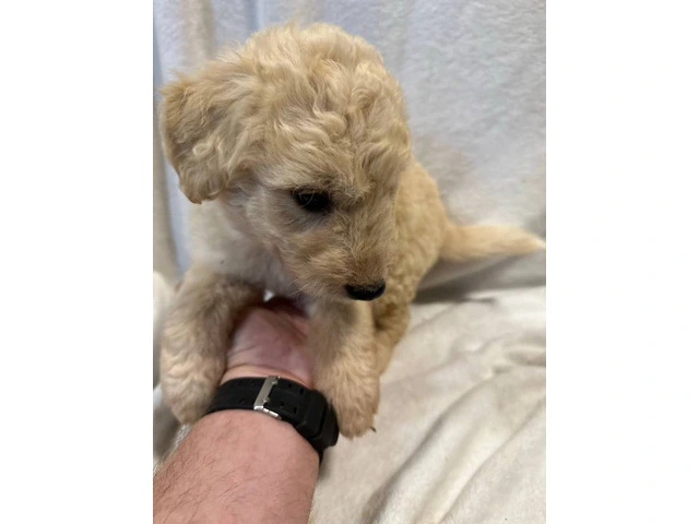 Adopt These Intelligent Goldendoodle Puppies - Only 2 Left - 6/6