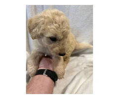 Adopt These Intelligent Goldendoodle Puppies - Only 2 Left - 6