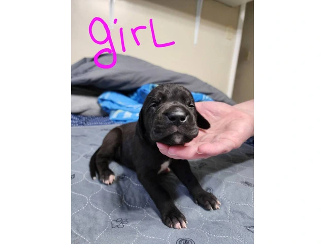 Purebred Great Dane puppies as pets - 6/9