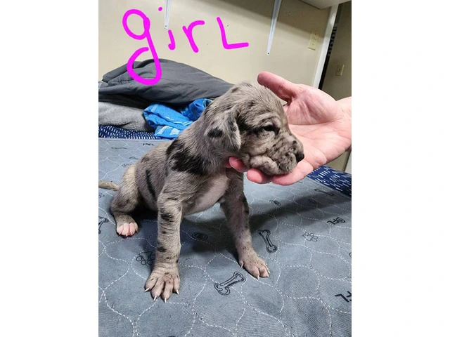 Purebred Great Dane puppies as pets - 8/9