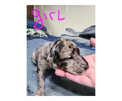 Purebred Great Dane puppies as pets - 9