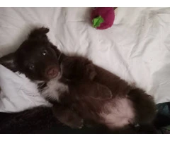 Chocolate Pomeranian mix puppy Needs Loving Home Urgently - 2
