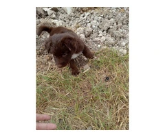 Chocolate Pomeranian mix puppy Needs Loving Home Urgently - 4