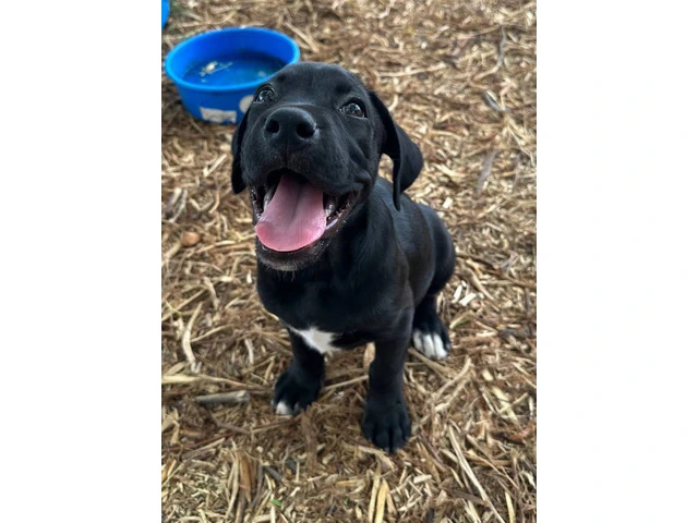 Playful 10-Week-Old Boxador Puppy in Need of a Loving Home - 1/8