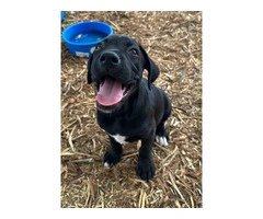 Playful 10-Week-Old Boxador Puppy in Need of a Loving Home