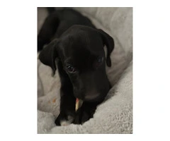 Playful 10-Week-Old Boxador Puppy in Need of a Loving Home - 3