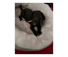 Playful 10-Week-Old Boxador Puppy in Need of a Loving Home - 4
