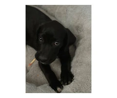 Playful 10-Week-Old Boxador Puppy in Need of a Loving Home - 5