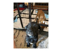 Playful 10-Week-Old Boxador Puppy in Need of a Loving Home - 6