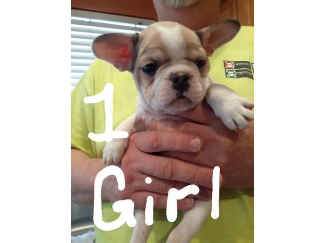Healthy French Bulldog pups for sale - 1/9