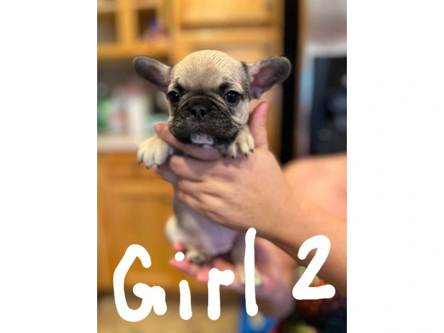 Healthy French Bulldog pups for sale - 2/9