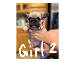 Healthy French Bulldog pups for sale - 2