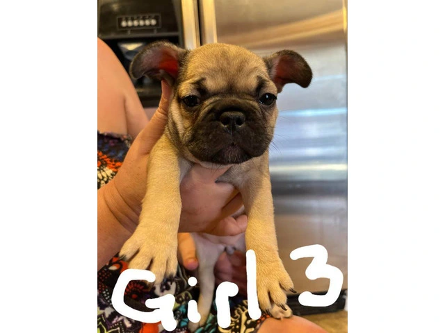Healthy French Bulldog pups for sale - 3/9