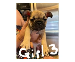 Healthy French Bulldog pups for sale - 3