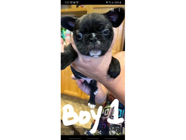 Healthy French Bulldog pups for sale - 4/9