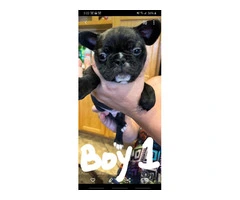 Healthy French Bulldog pups for sale - 4