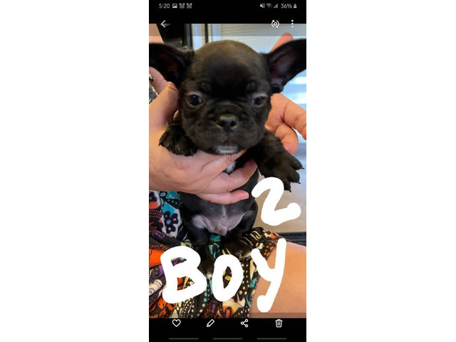 Healthy French Bulldog pups for sale - 5/9