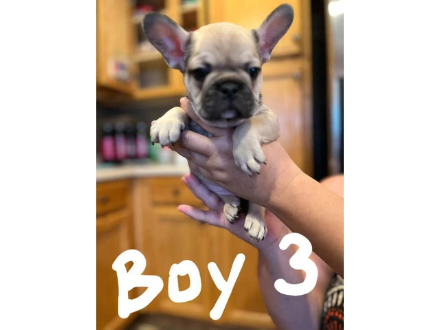 Healthy French Bulldog pups for sale - 6/9