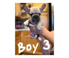 Healthy French Bulldog pups for sale - 6