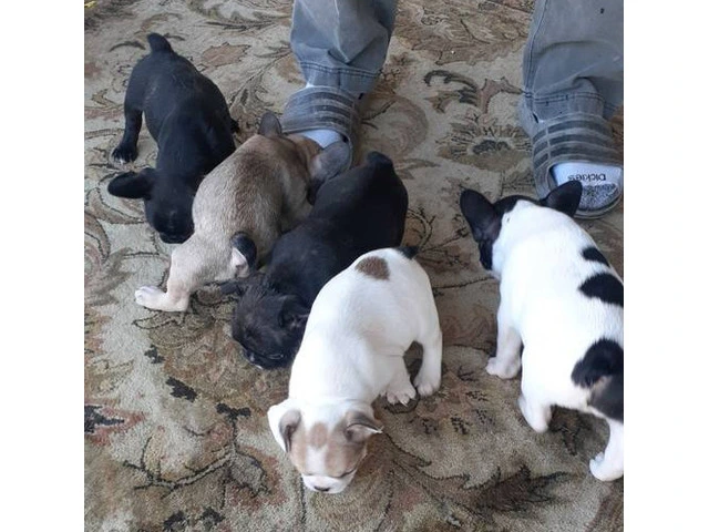 Healthy French Bulldog pups for sale - 9/9